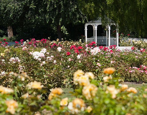 International Rose Test Garden in Portland, OR
