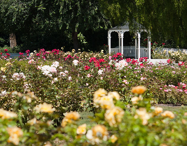 International Rose Test Garden in Portland, OR International Rose Test Garden in Portland, OR